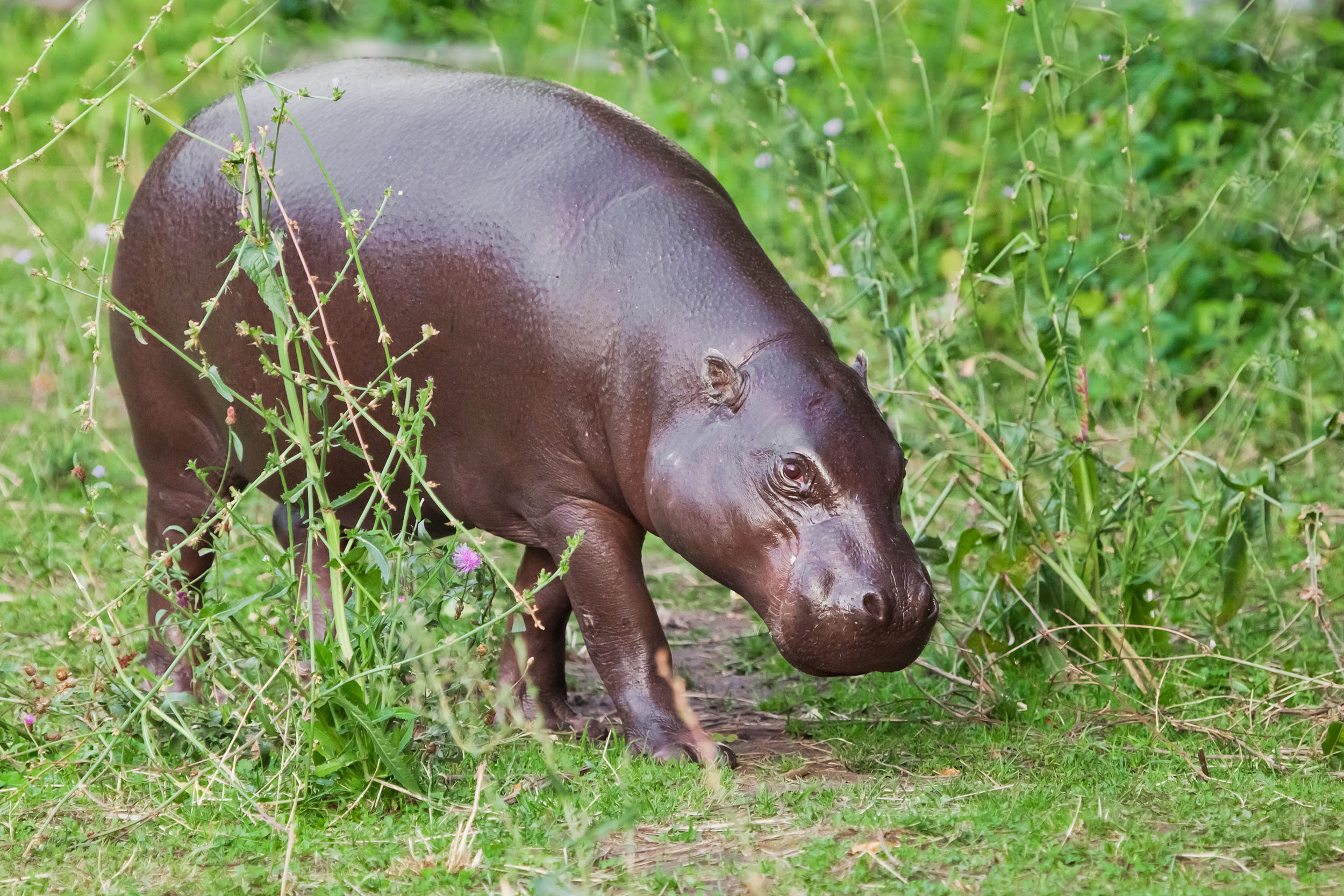 Pygmy hippo, a small nocturnal animal only found in West Africa