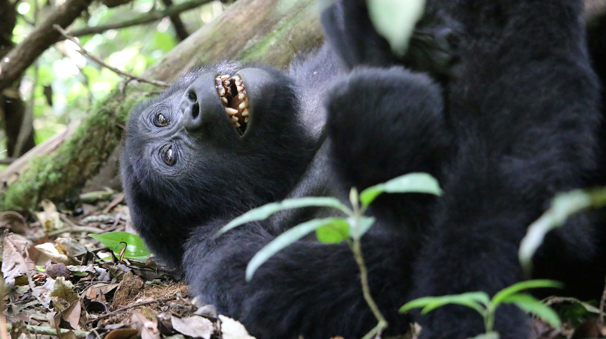 Baby gorilla lying on its back in the forest
