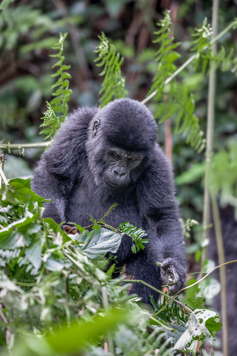 Bwindi Impenetrable National Park Uganda
