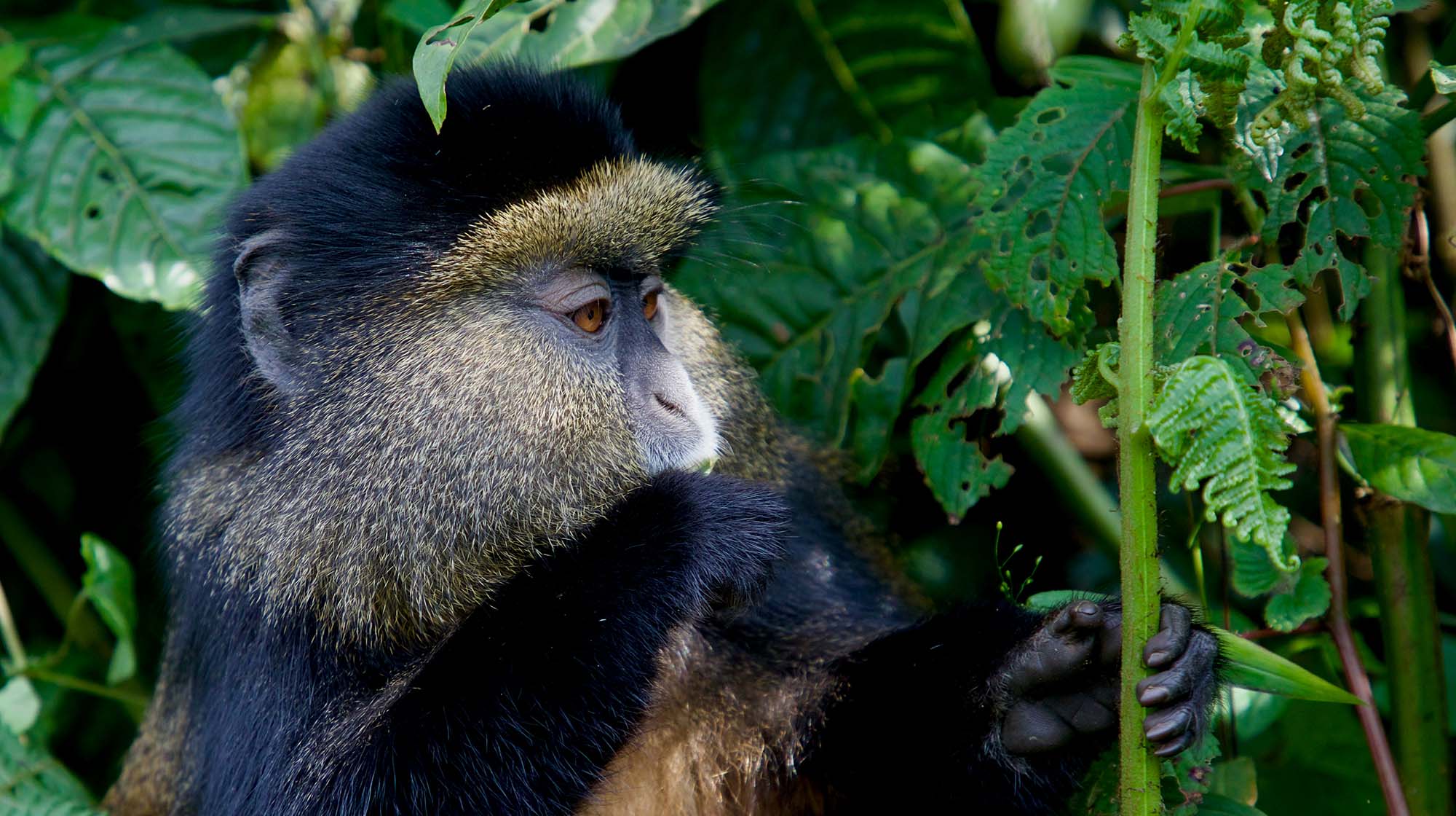 Golden Monkey