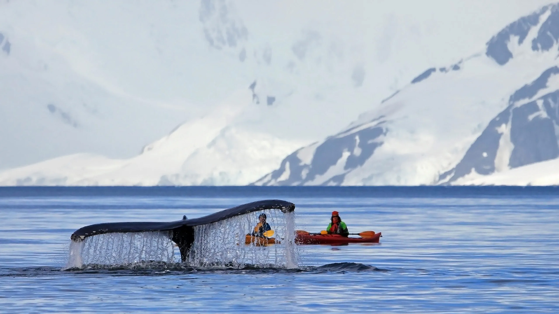 Whale-watching by kayak in Antarctica’s icy waters / © Secret Atlas Media